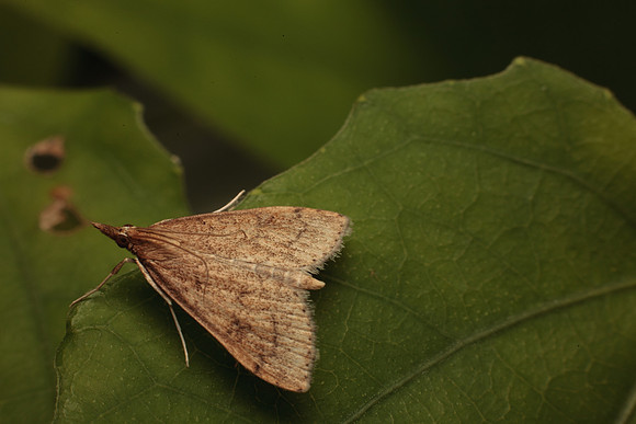 Crambidae - Udea rubigalis