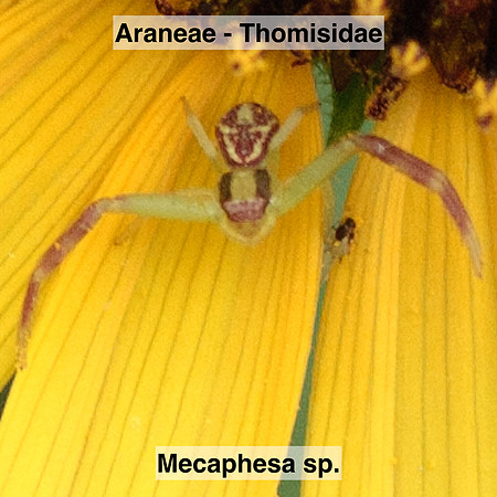 Araneae - Thomisidae - Mecaphesa sp.