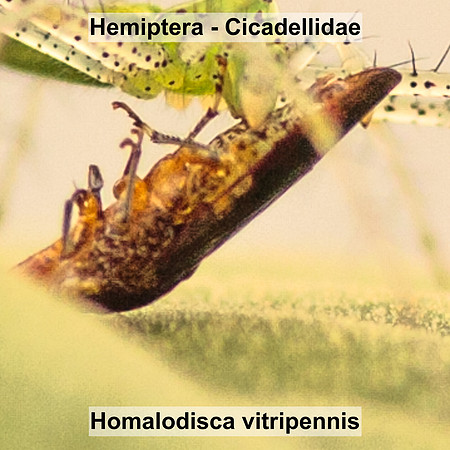 Hemiptera - Cicadellidae - Homalodisca vitripennis
