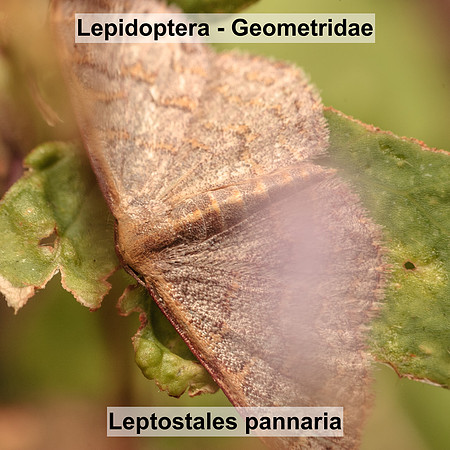 Geometridae - Leptostales pannaria