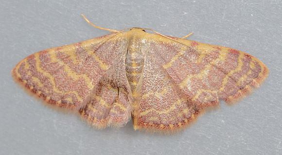 Geometridae - Leptostales pannaria