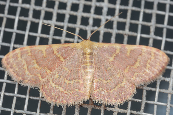 Geometridae - Leptostales pannaria