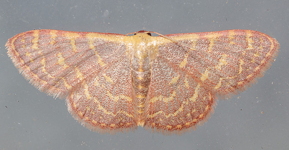 Geometridae - Leptostales pannaria