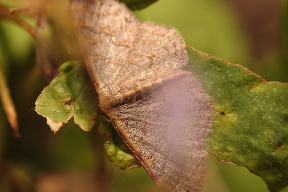 Geometridae - Leptostales pannaria
