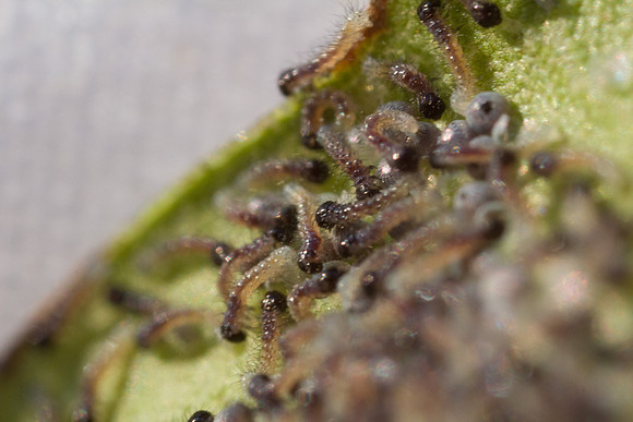 caterpillars and eggs
