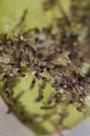 caterpillars and eggs