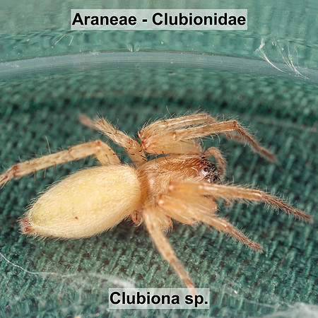 Araneae - Clubionidae - Clubiona sp.
