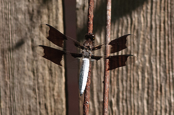 Odonata - Libellulidae - Plathemis lydia