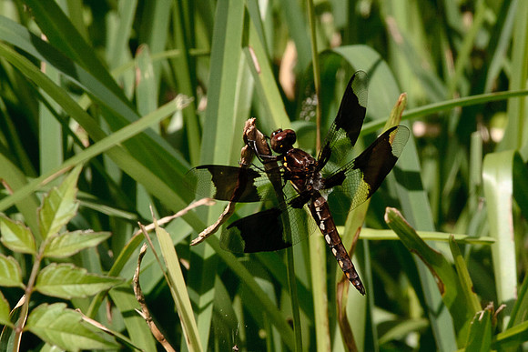 Odonata - Libellulidae - Plathemis lydia immature male
