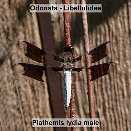 Odonata - Libellulidae - Plathemis lydia male
