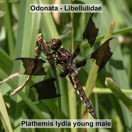 Odonata - Libellulidae - Plathemis lydia young male