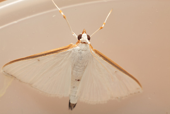 Crambidae - Diaphania costata