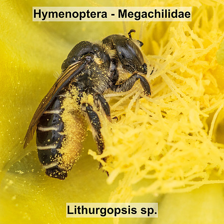 Hymenoptera - Megachilidae - Lithurgopsis sp.