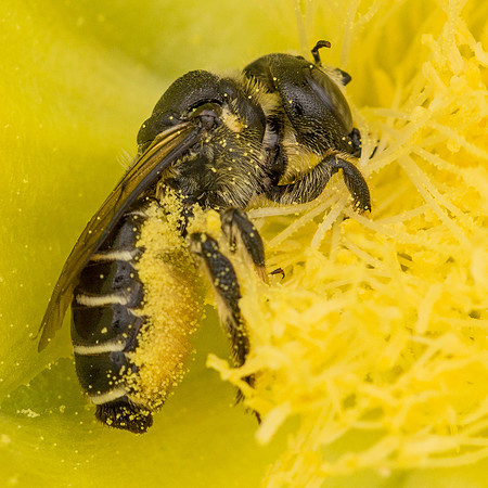 Hymenoptera - Megachilidae - Lithurgopsis sp.