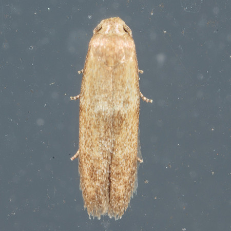 Blastobasidae - Pigrita sp.