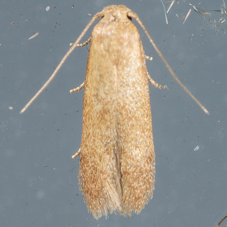 Blastobasidae - Pigrita sp.