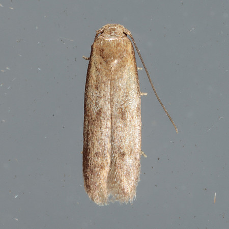 Blastobasidae - Pigrita sp.
