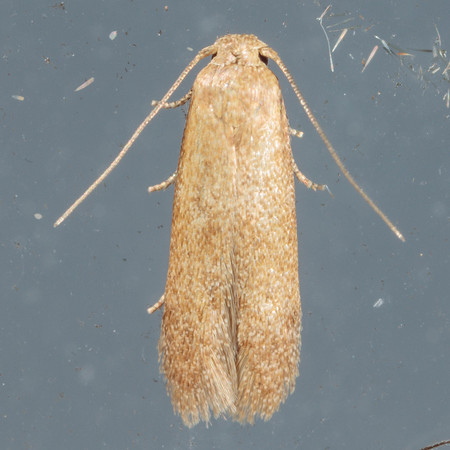 Blastobasidae - Pigrita sp.