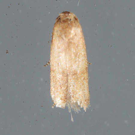 Blastobasidae - Pigrita sp.