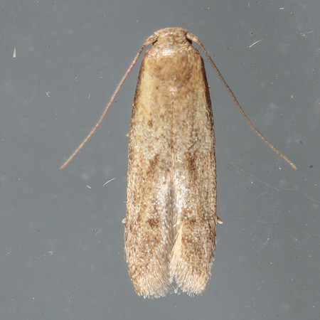 Blastobasidae - Pigrita sp.