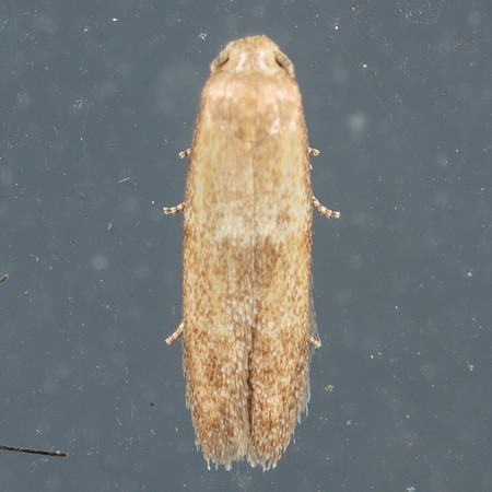Blastobasidae - Pigrita sp.