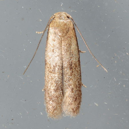 Blastobasidae - Pigrita sp.