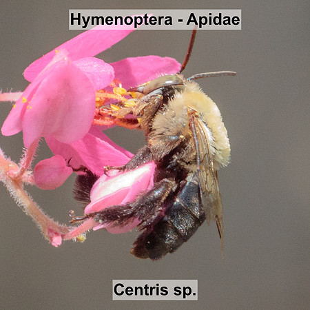 Hymenoptera - Apidae - Centris sp.