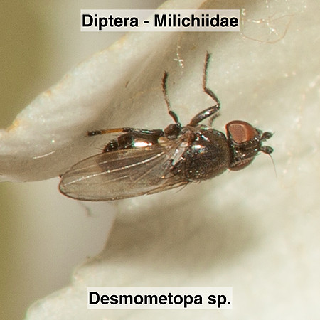 Diptera - Milichiidae - Desmometopa sp.