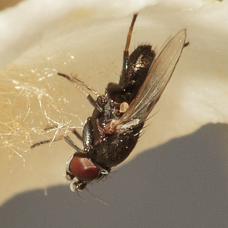 Diptera - Milichiidae - Desmometopa sp.