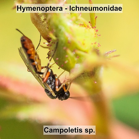 Hymenoptera - Ichneumonidae - Campoletis sp.