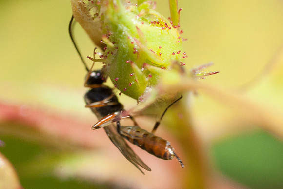 Hymenoptera - Ichneumonidae - Campoletis sp.