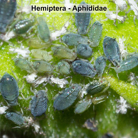 Hemiptera - Aphididae -- Unidentified sp12