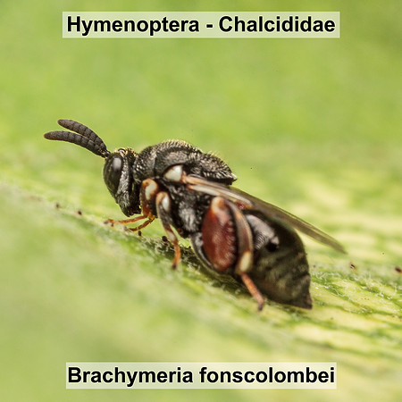 Hymenoptera - Chalcididae - Brachymeria fonscolombei