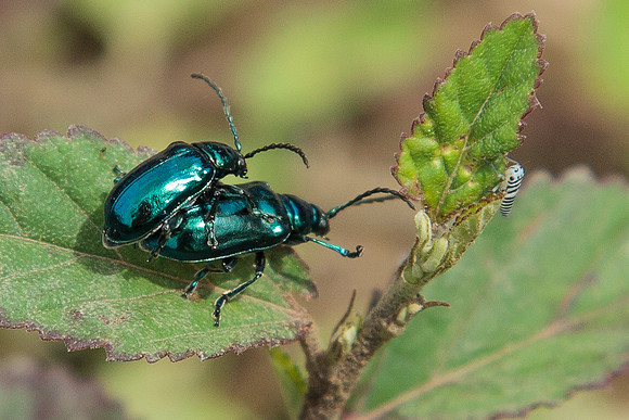 Coleoptera - Chrysomelidae - Altica sp.