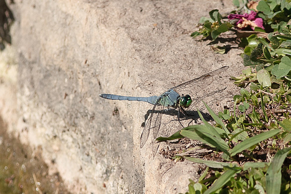 Odonata - Libellulidae - Erythemis simplicicollis