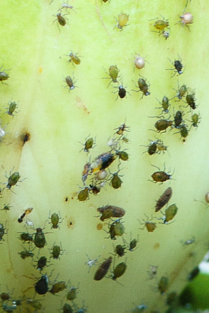 Hemiptera - Aphididae - unidentified