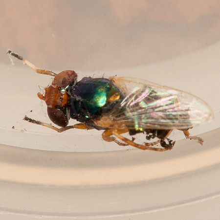 Diptera - Ulidiidae - Physiphora clausa