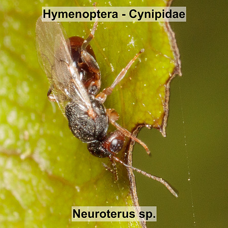 Hymenoptera - Cynipidae - Neuroterus sp2.