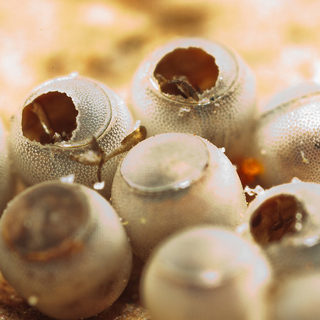 Hemiptera - Pentatomidae - eggs