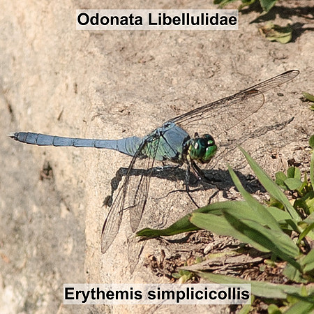 Odonata - Libellulidae - Erythemis simplicicollis