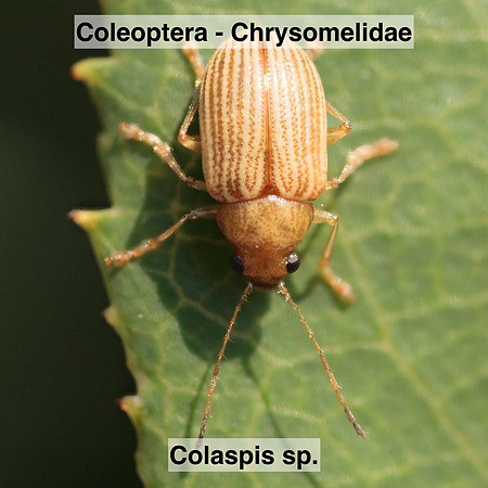 Coleoptera - Chrysomelidae - Colaspis sp.