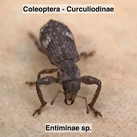 Coleoptera - Curculionidae - Entiminae sp.