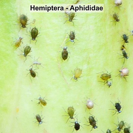 Hemiptera - Aphididae -- Unidentified sp2