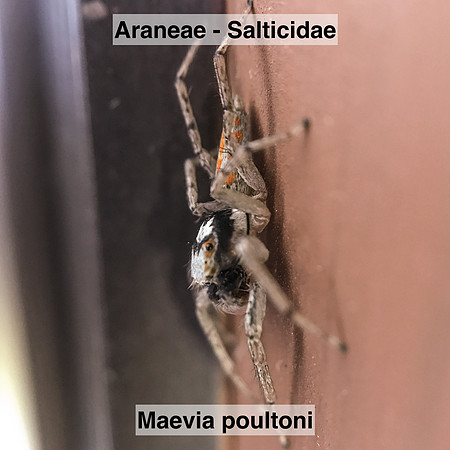 Araneae - Salticidae - Maevia poultoni