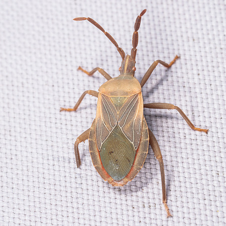 Hemiptera - Coreidae - Chelinidea vitteger