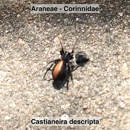 Araneae - Corinnidae - Castianeira descripta