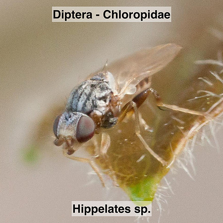 Diptera - Chloropidae - Hippelates sp.
