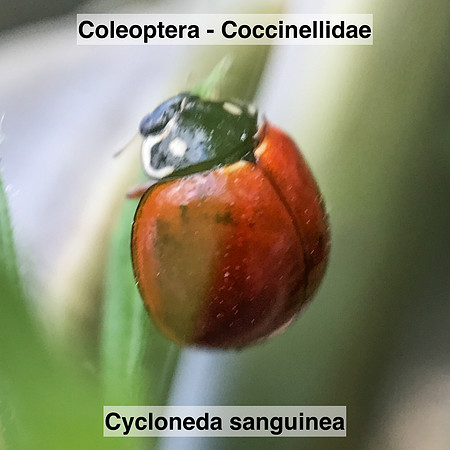 Coleoptera - Coccinellidae - Cycloneda sanguinea