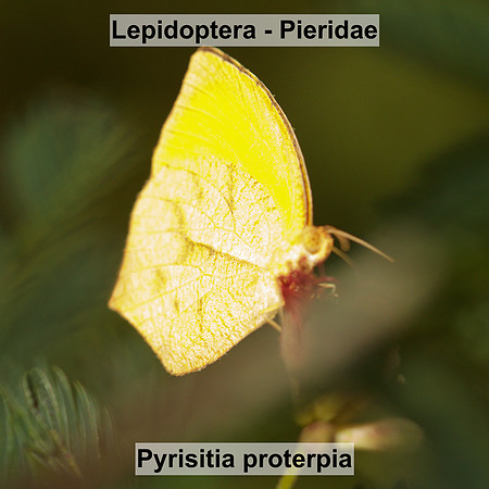 Lepidoptera - Pieridae - Pyrisitia proterpia