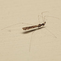 Empicoris sp.